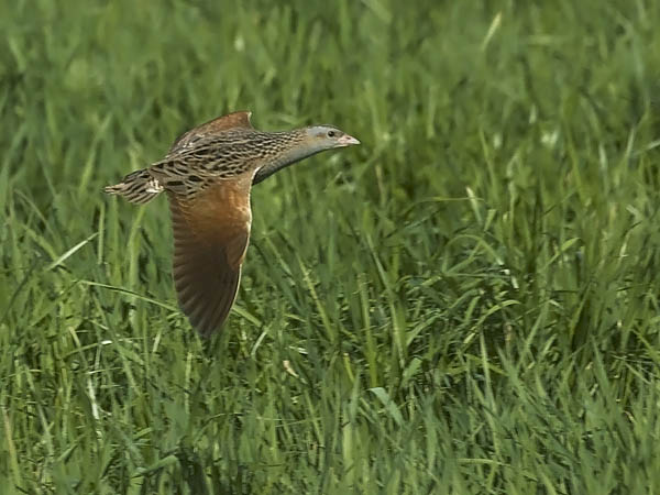 Ruisrääkkä, Corn Crake, Crex crex